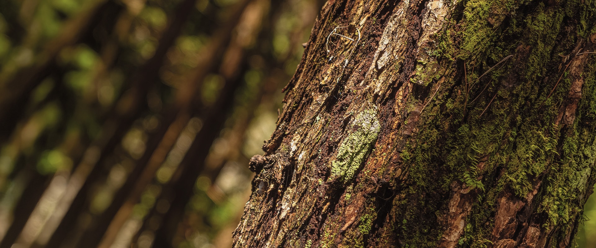 國產材標章與認證