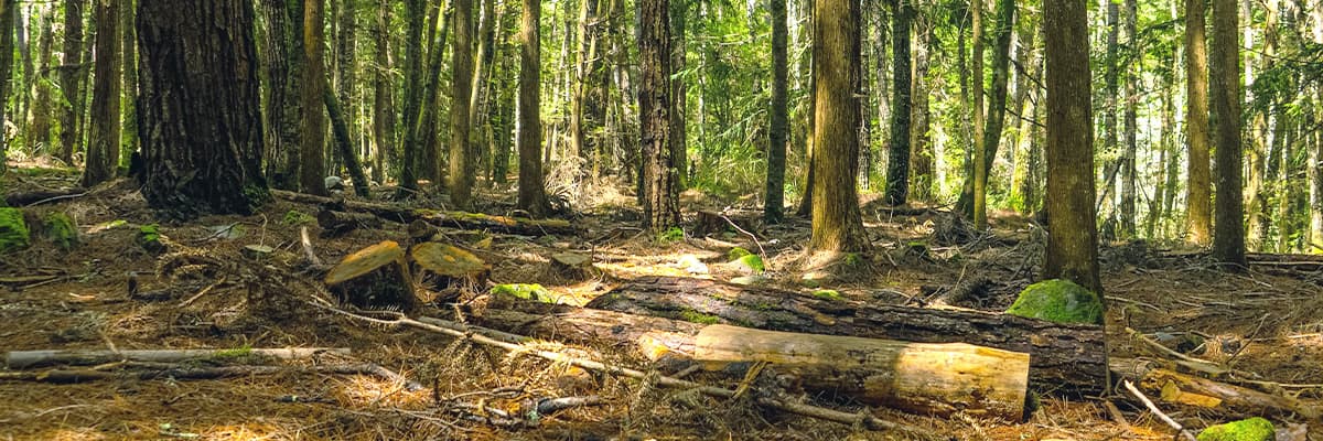 原木、立木出售刊登說明