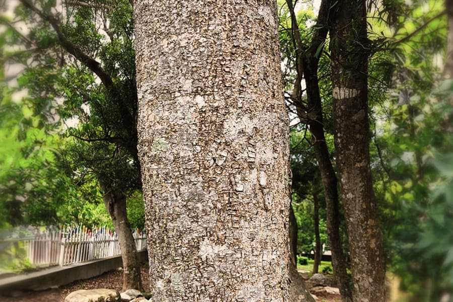 相思樹樹幹