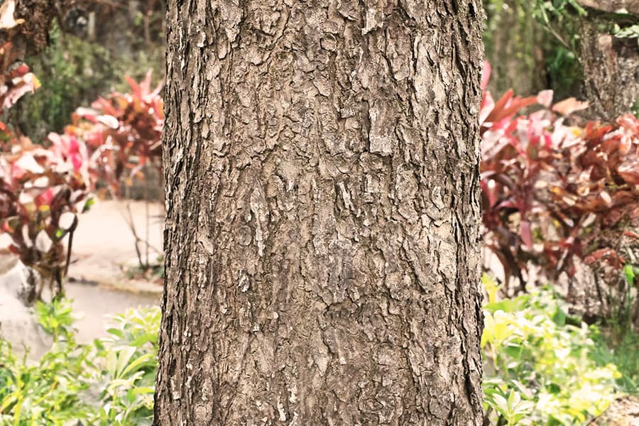 大葉桃花心木樹幹