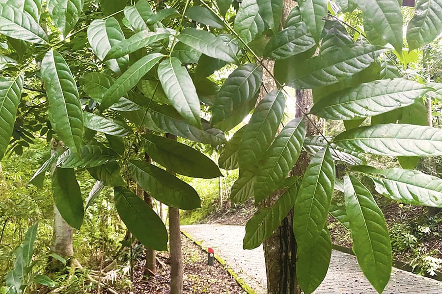 大葉桃花心木樹葉